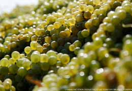 In 2014 Yerevan Brandy Company plans to procure 6% more grapes than in 2013