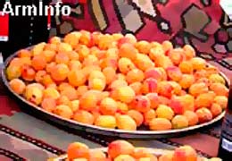 Spayka LLC has exported over 3 thsd tons of apricots over a week