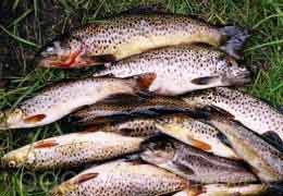Armenia to build a farm to breed Sevan trout