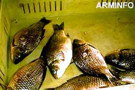 Armenia increased fish export from 1600 to 2700 tons over three years 
