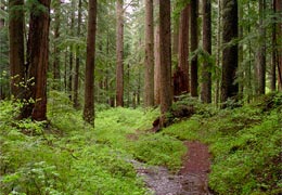 Минохраны природы опровергает информацию о вырубке деревьев в Шикаохском заповеднике 