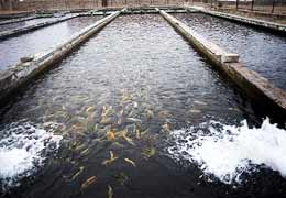 Head of Ichtiology Institute: Fish farms in Sevan should work under tough control  