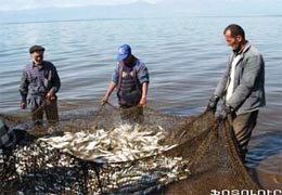 Poaching and growing commercial fishery causes serious damage to Sevan fish reserves