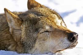Борьба с волками на правительственном уровне вызывает недовольство у экологов