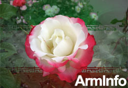 Iran to export a million of roses to Armenia