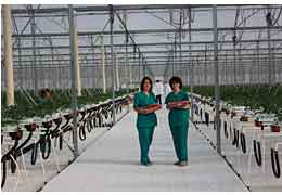 VTB Bank (Armenia) funds construction of "Strawberry Field" energy efficient greenhouse 
