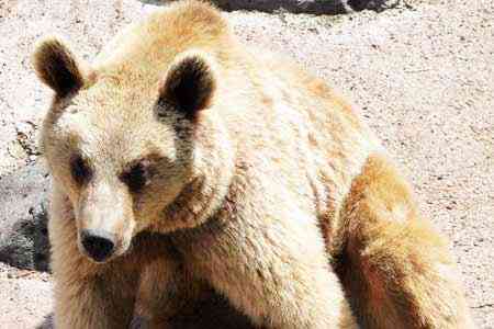 Caucasian brown bears bit to death their conspesific female in the  Yerevan Zoo