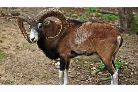 Mouflons registered in Red List were noticed in <Zangezur>  Biosphere  Complex 