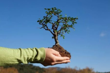 В рамках программы по посадке 10 млн. деревьев граждане могут быть вовлечены в оплачиваемые общественные работы