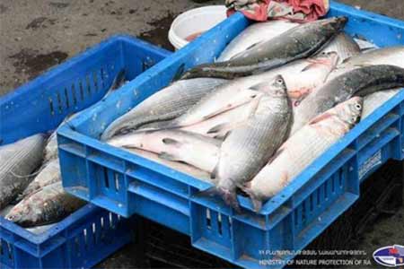 Министерство предлагает новые механизмы в борьбе с рыбной контрабандой в Севане