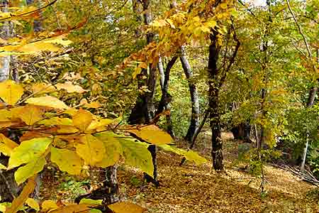 Каждый гектар лесных массивов Армении может ежегодно обеспечить экосистемную выгоду в 417 долларов США