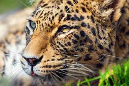 В Тавуше будут предприняты меры по охране краснокнижного леопарда