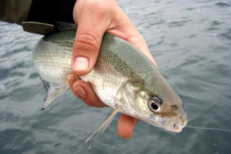 Министр окружающей среды сообщил, что 20 августа стартует программа по восстановлению запасов рыбы в озере Севан