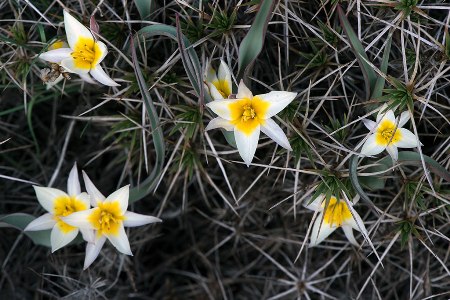 Turkmenistan plans to accede to the Nagoya Protocol to the UN Convention on Biological Diversity