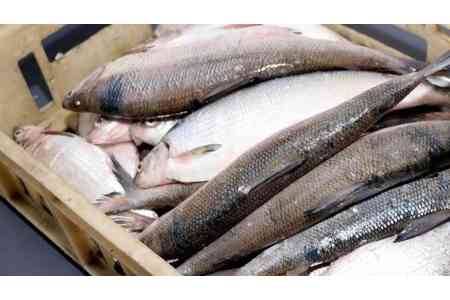 Ban on whitefish cathing to take effect in Armenia on Nov 20