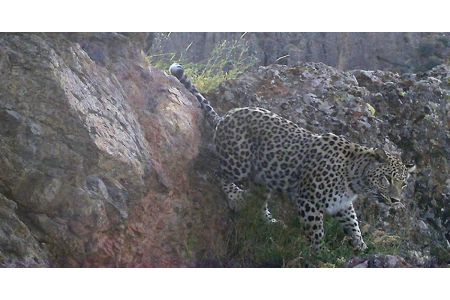 Фотоловушки снова запечатлели кавказского леопарда в "Хосровском лесу"
