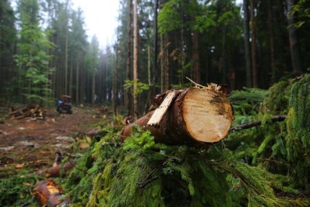 Мэрия Еревана продолжает войну с деревьями: Срублены здоровые деревья на улице Гюрджяна